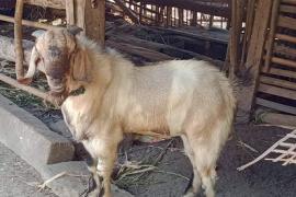 Harga kambing mulai melambung