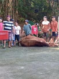 Penyembelehan hewan qurban 1446 H kalurahan ngloro